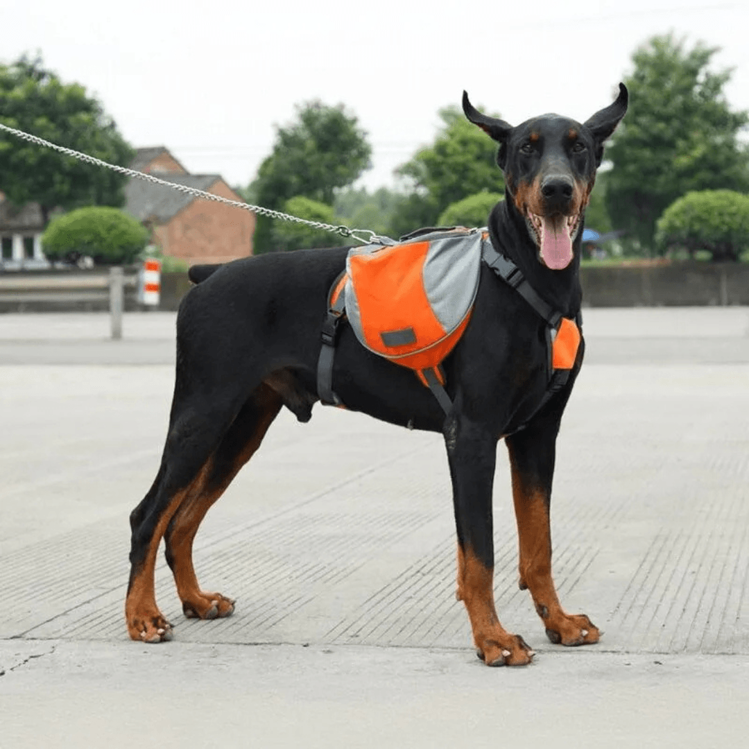 Bolsa Bag para Cachorro Adestramento e Treinamento