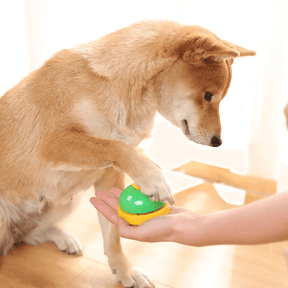 Botão Campainha Pet para Treinamento e Adestramento de Cachorros