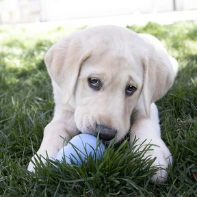 Brinquedo Kong Interativo para Cachorros