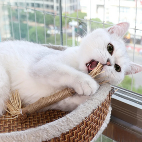 Palito Varinha de Morder Limpeza de Dentes para Gatos