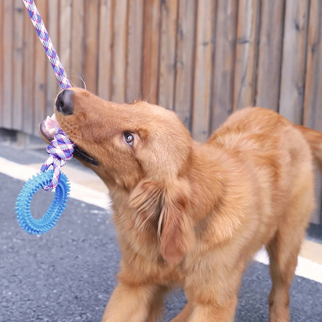 Brinquedo Corda com Argola Pet Mordedor Resistente para Dentição de Cães