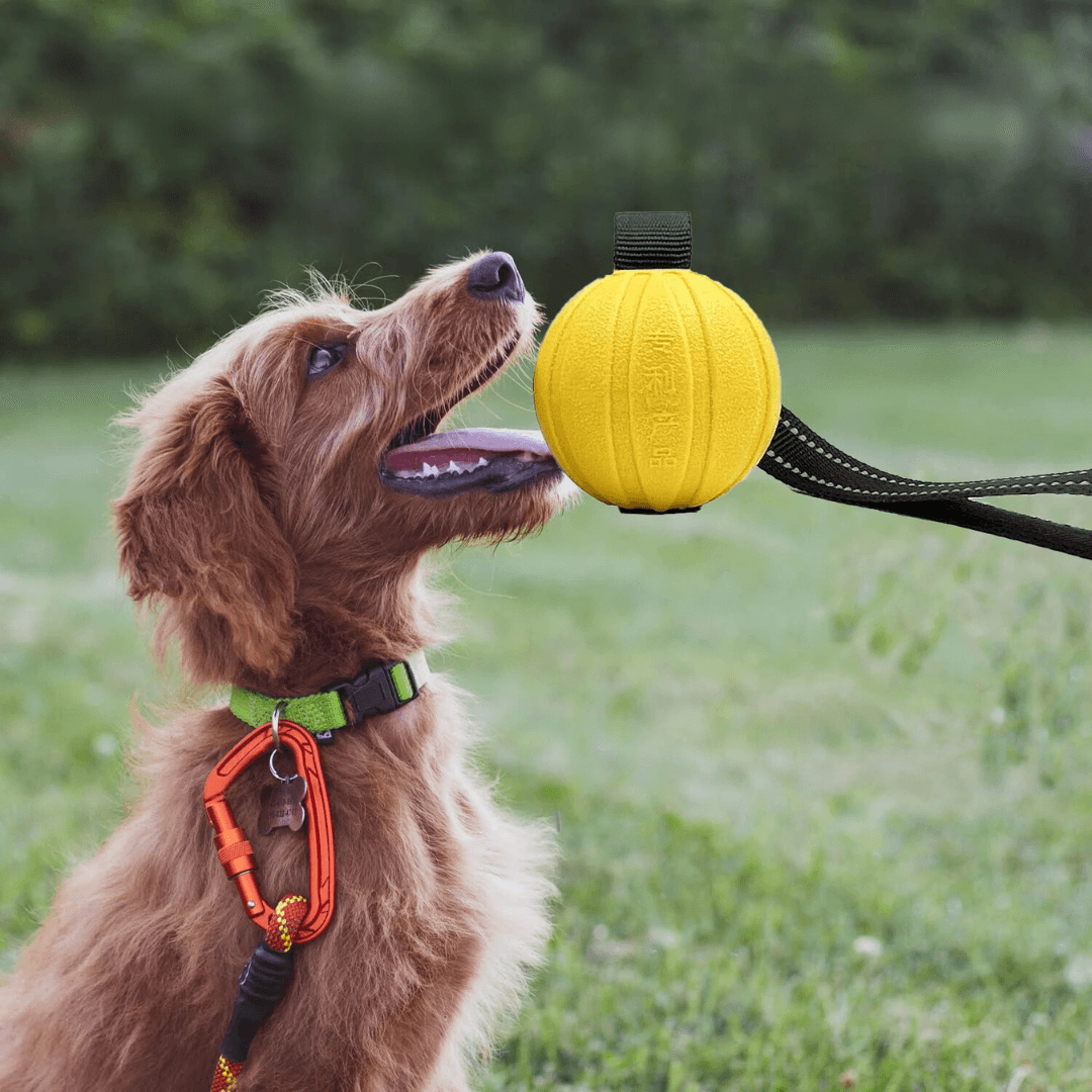 Brinquedo Bola com Alça para Treinamento Adestramento de Cães