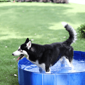 Piscina Pet Club