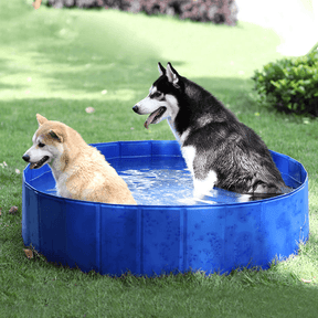 Piscina Pet Club